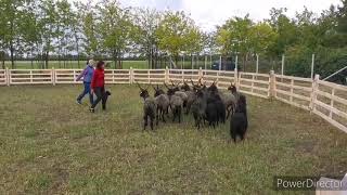 Download Lagu Bariguard Edward első terelése MP3