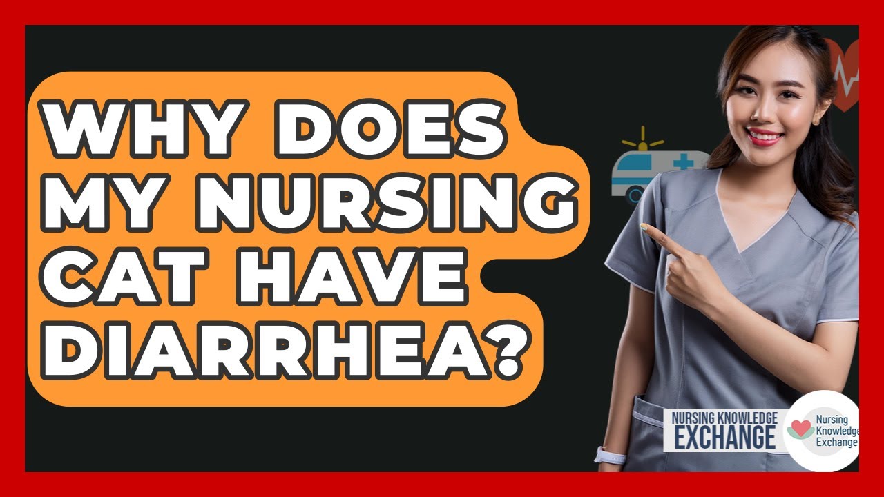Why Does My Nursing Cat Have Diarrhea? - Nursing Knowledge Exchange