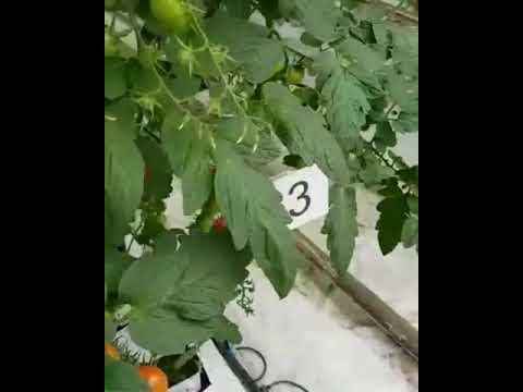 Томаты Гавриш