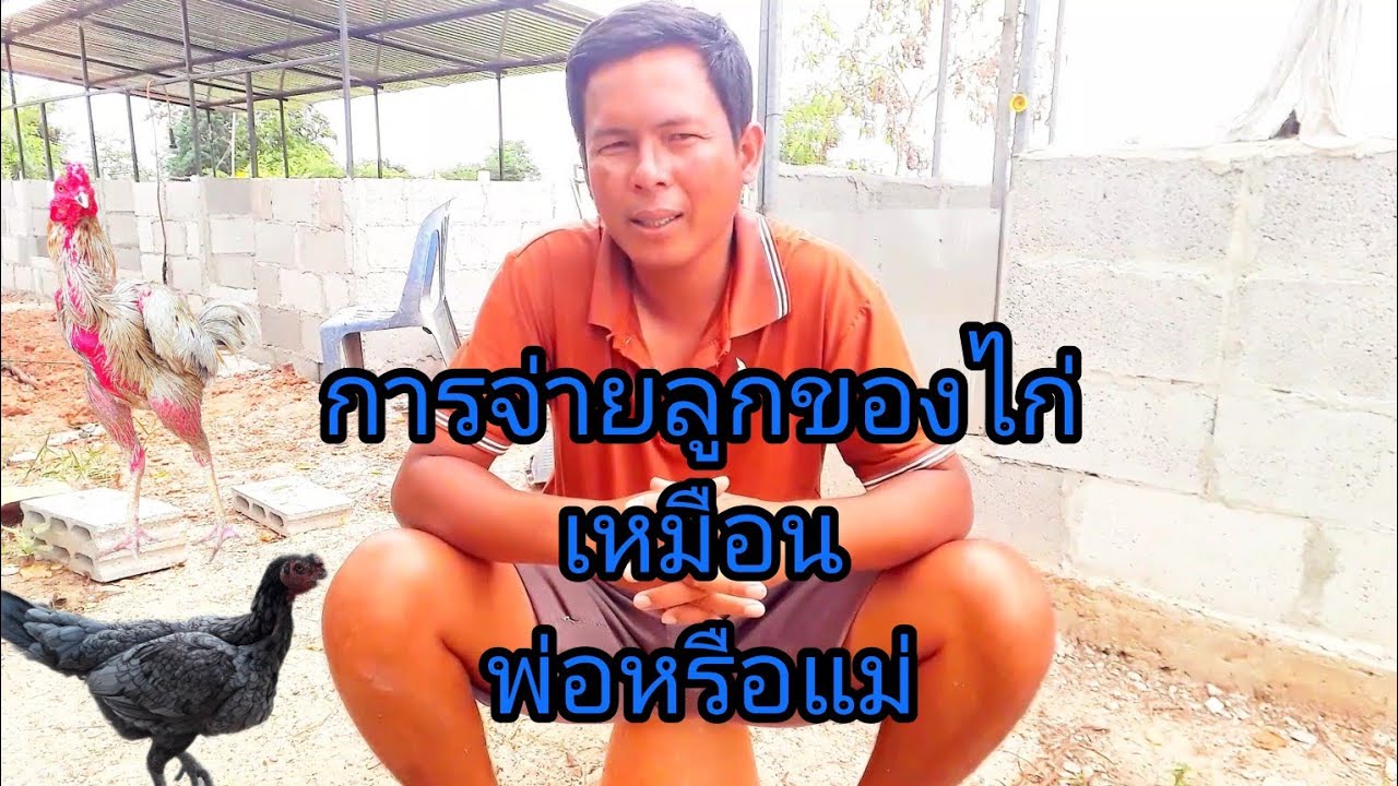 พูดคุยแลกเปลี่ยนประสบการณ์การเพาะไก่ครับ