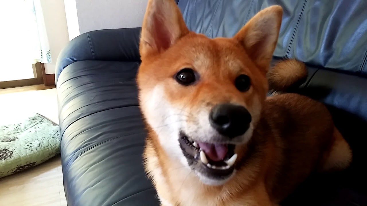 shiba mo dog
