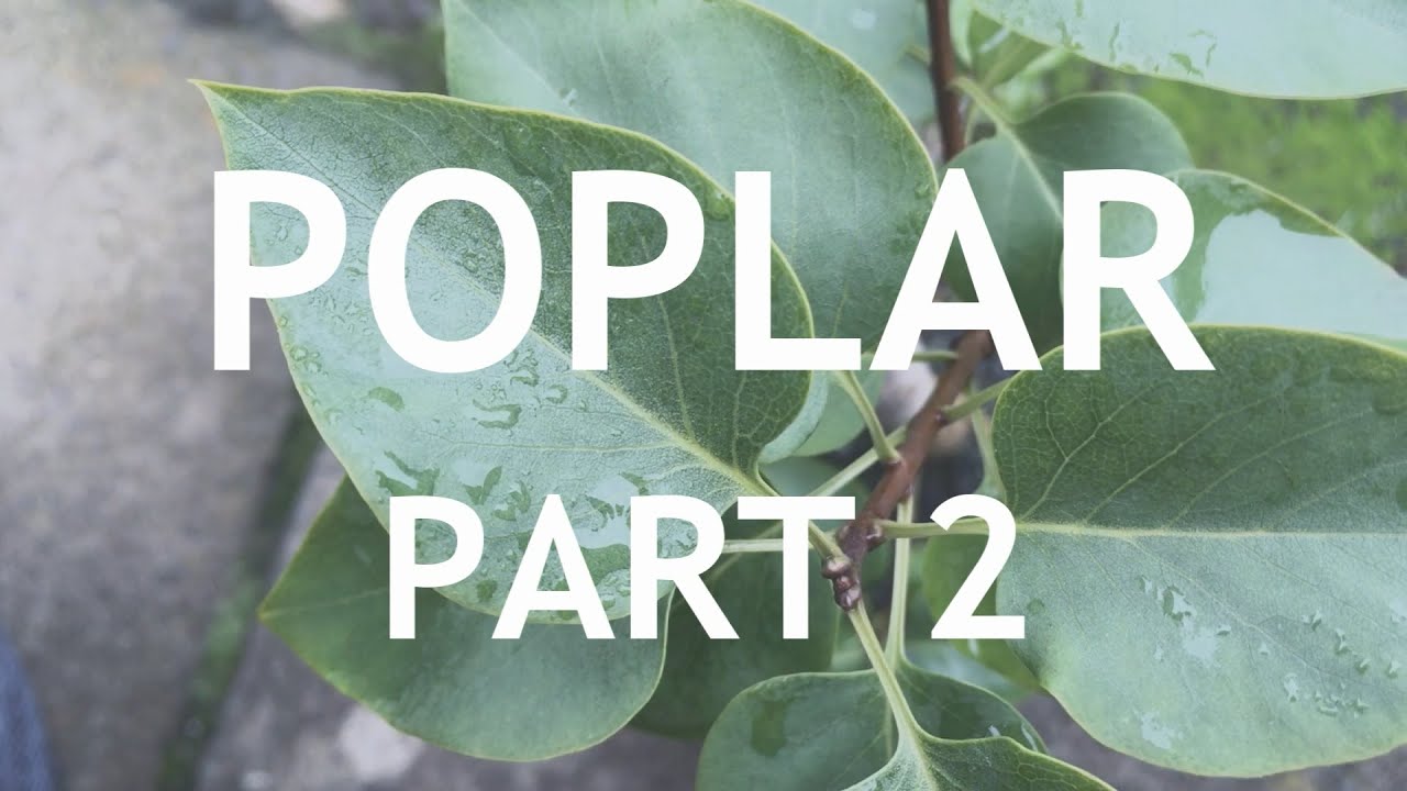 (actually a lilac) Poplar Bonsai from Air layer, 2 YouTube