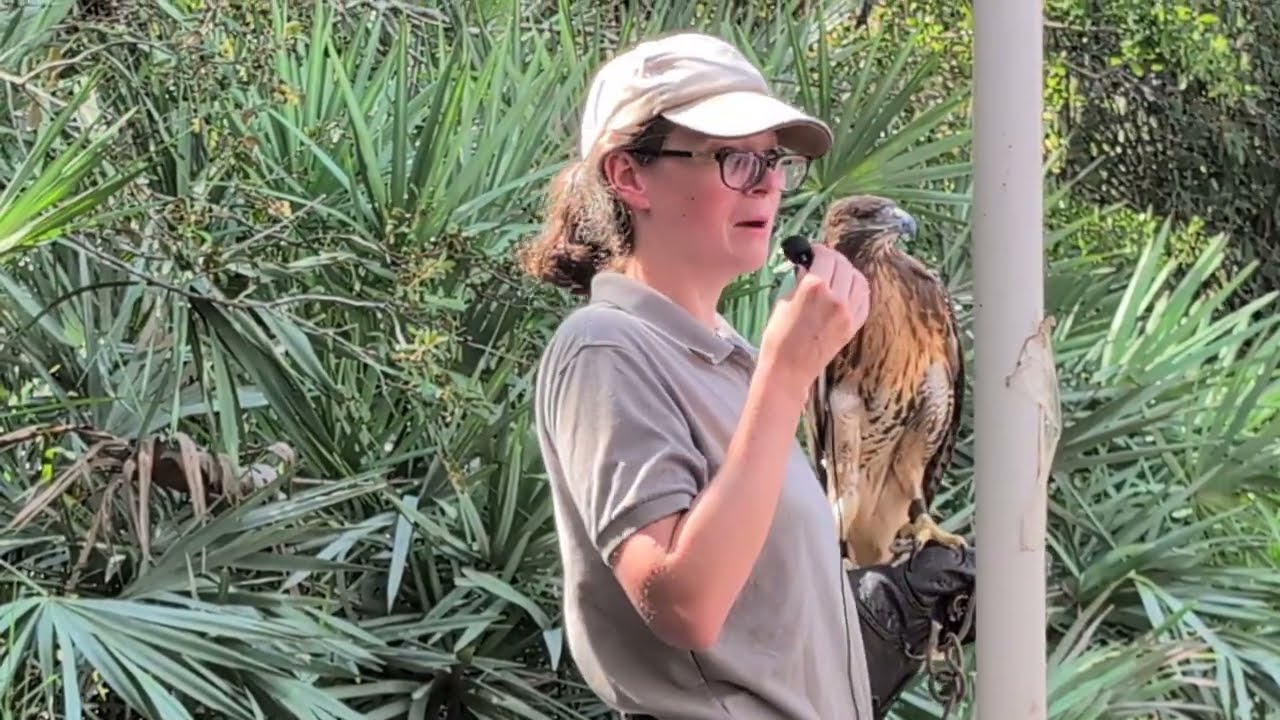 Red Tailed Hawk Sienna Without 1 Eye is Education Bird & Amanda Avian Reconditioning Center! 