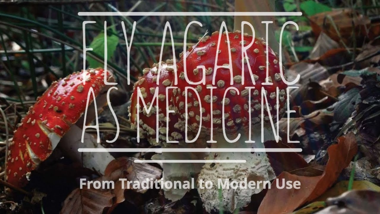 Fly Agaric as Medicine: From Traditional to Modern Use (with Kevin Feeny, PhD)