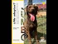 ¡ADOPTA A JUMBO! 🐾!