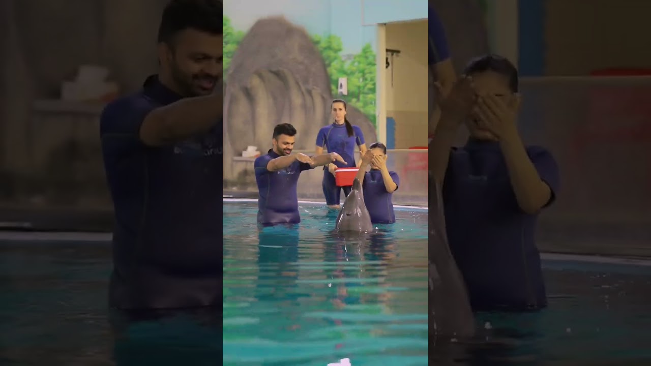 Where is the Best Place to Swim with Dolphins? 🐬