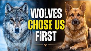 Wolves Chose Us First — How Dogs Changed Human History | History For Sleep