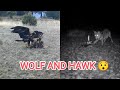 KURTLAR ve ŞAHİN LEŞLERİN PEŞİNE DÜŞTÜ(WOLF ATTACK)😯 #kurt #wolf #wildanimals #şahin #hawk #kangal