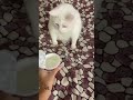 Cat Gags Over Yoghurt Cat Mycat Funny Kitty Animal Catlike Meme Cool Cat Gags Over Yoghurt Cat Mycat Funny Kitty Animal Catlike Meme Cool