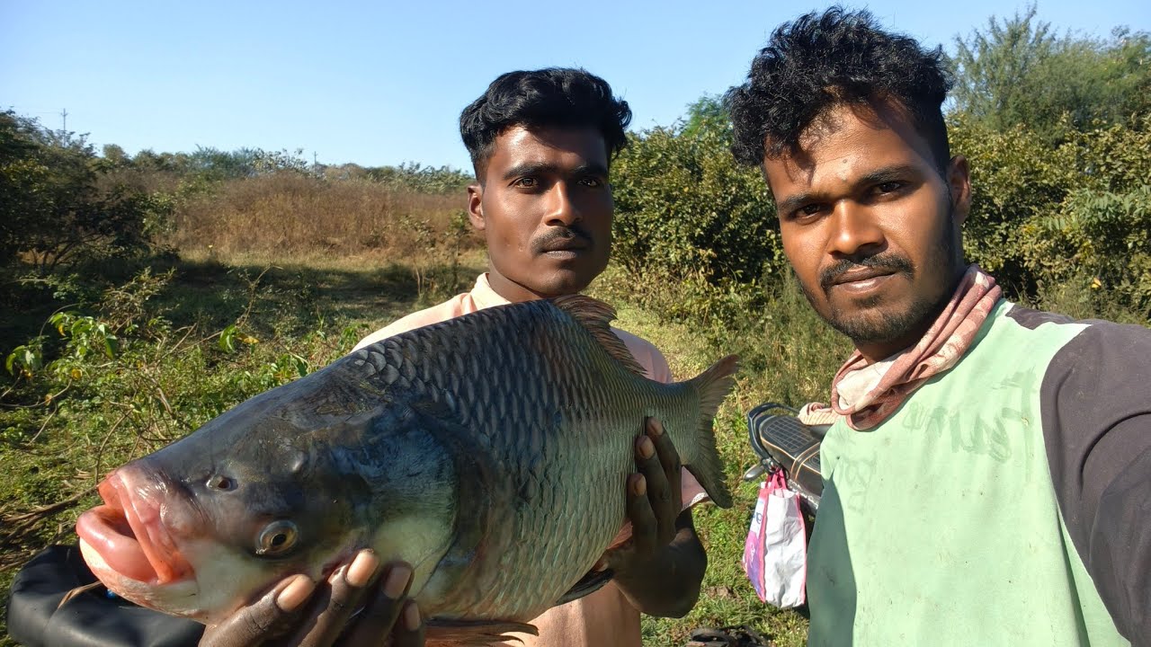 या वर्षातला सगळ्यात🫢मोठा मासा🐠मिळाला इंद्रायणी नदीचा काटला मासा 5 बोटी जाळ्यात अडकला मोठामासा🐠