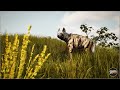 Striped hyena male animation preview