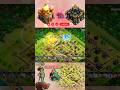 TH16 To TH17 Attack Strategy 🔥| Clash Of Clans|#coc#th16rootriderattack#girlgamer#gaming#th16vsth17