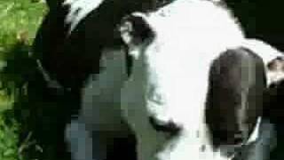 Lucy The American Bulldog 2