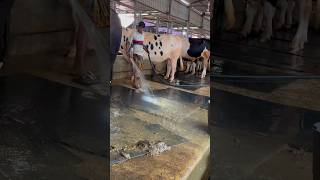 Cowdung cleaning with good manure