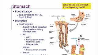 AP Biology Chapter 41 Animal Nutrition Part 3