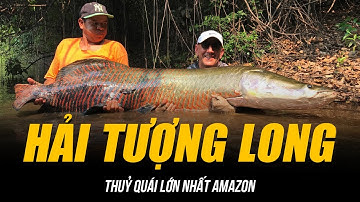 GIẢI MÃ HẢI TƯỢNG LONG - THUỶ QUÁI LỚN NHẤT AMAZON | QUÁI VẬT KHỔNG LỒ BÁ CHỦ RỪNG HOANG DÃ