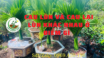 Cách Phân Biệt Cau Lùn Và Cau Lai || Cây Giống Việt - 0969.450.190