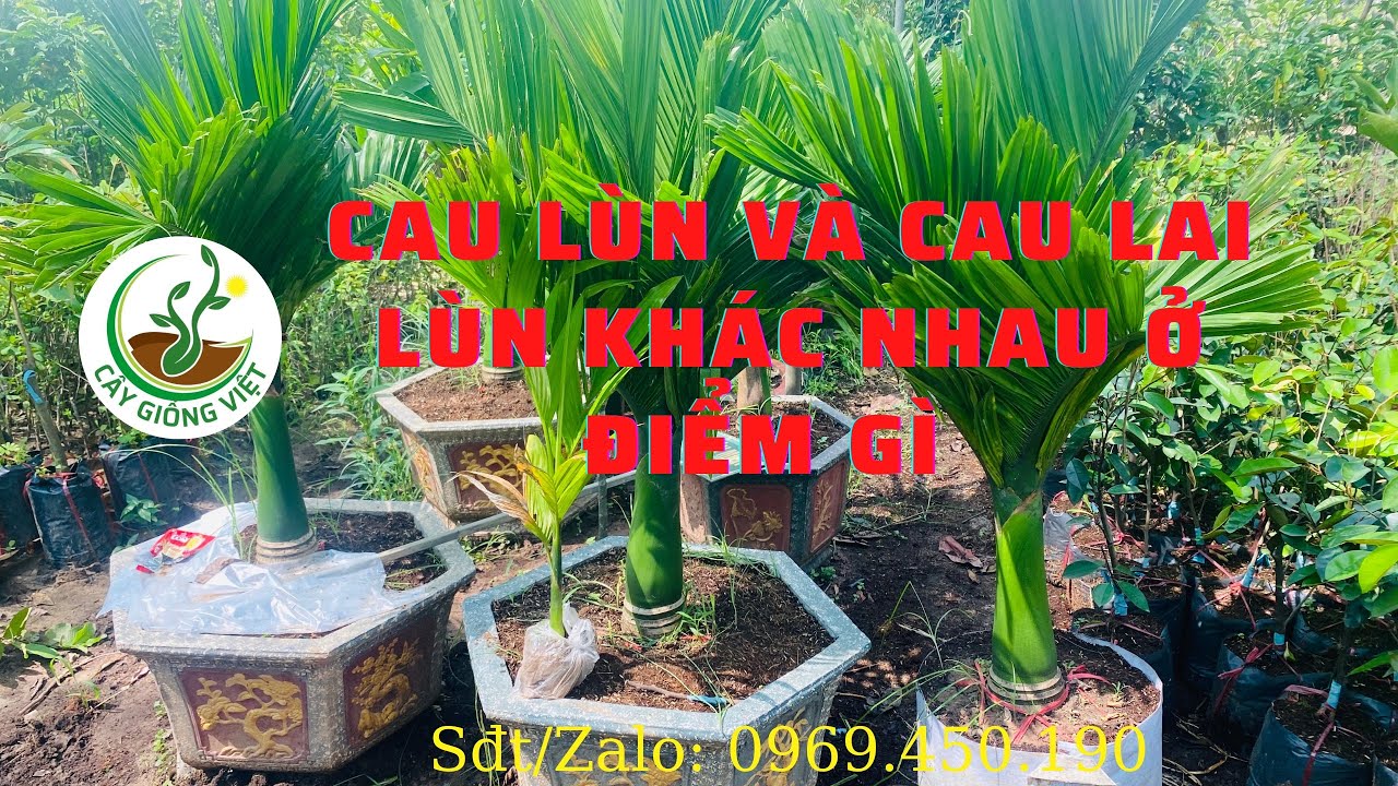Cách Phân Biệt Cau Lùn Và Cau Lai || Cây Giống Việt - 0969.450.190