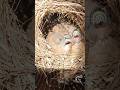 My baby Munias look very hungry #shorts #birds #birdnest #munia #baby