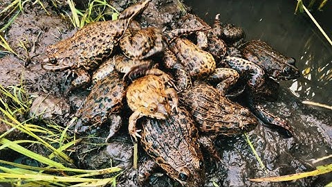 Cấm Câu Ếch Ngịch Mùa Dính Toàn Ếch Bự Chà Bá | Xinh Cá Miền Tây