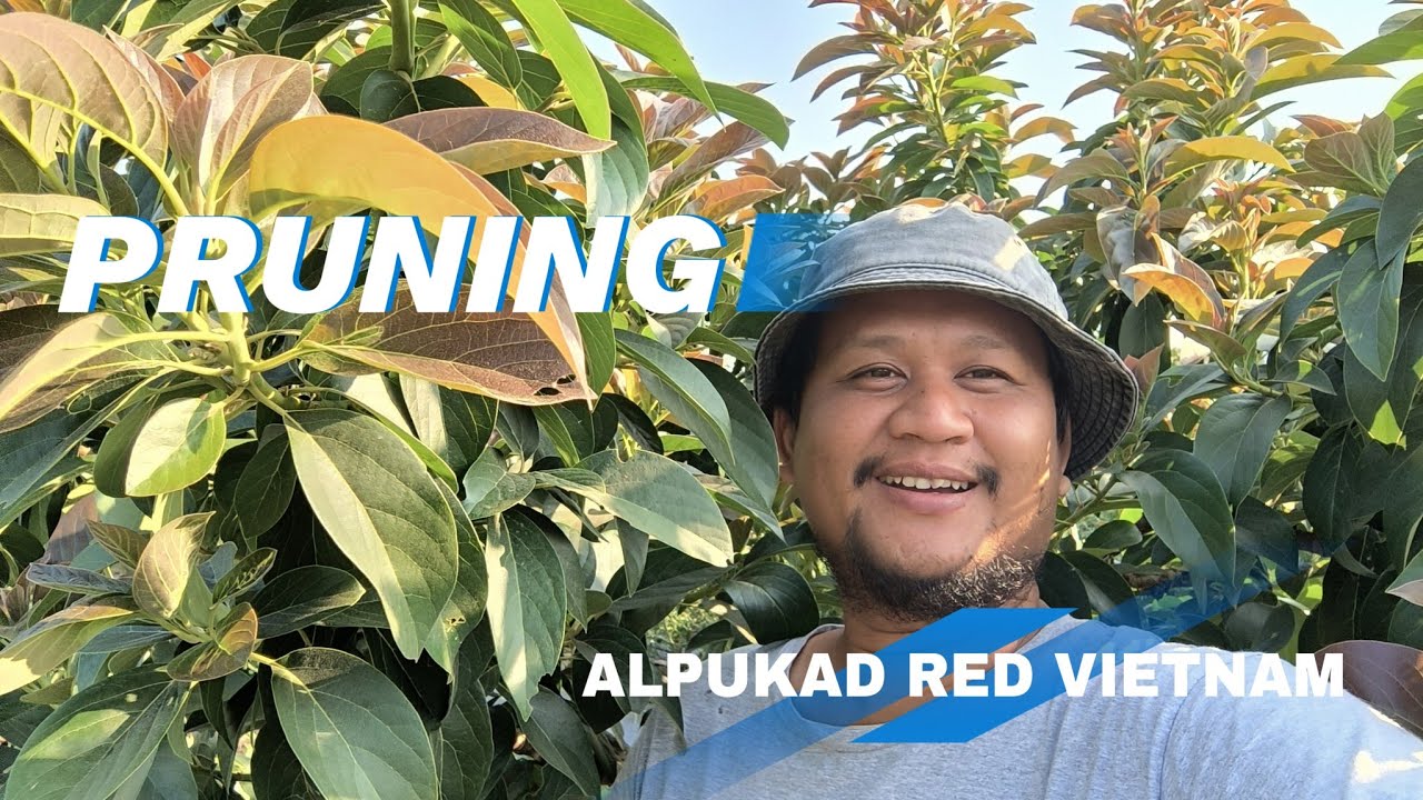 PRUNING EXSTREM ALPUKAD  RED VIETNAM