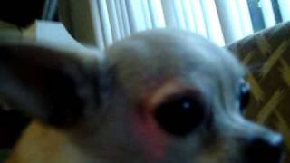 Famous furious fifi Profile