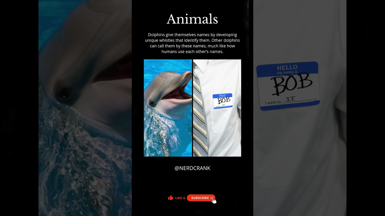 Did You Know Dolphins Have Names?