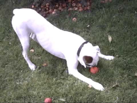 white boxer dog 3 year old adopted white boxer dog youtube