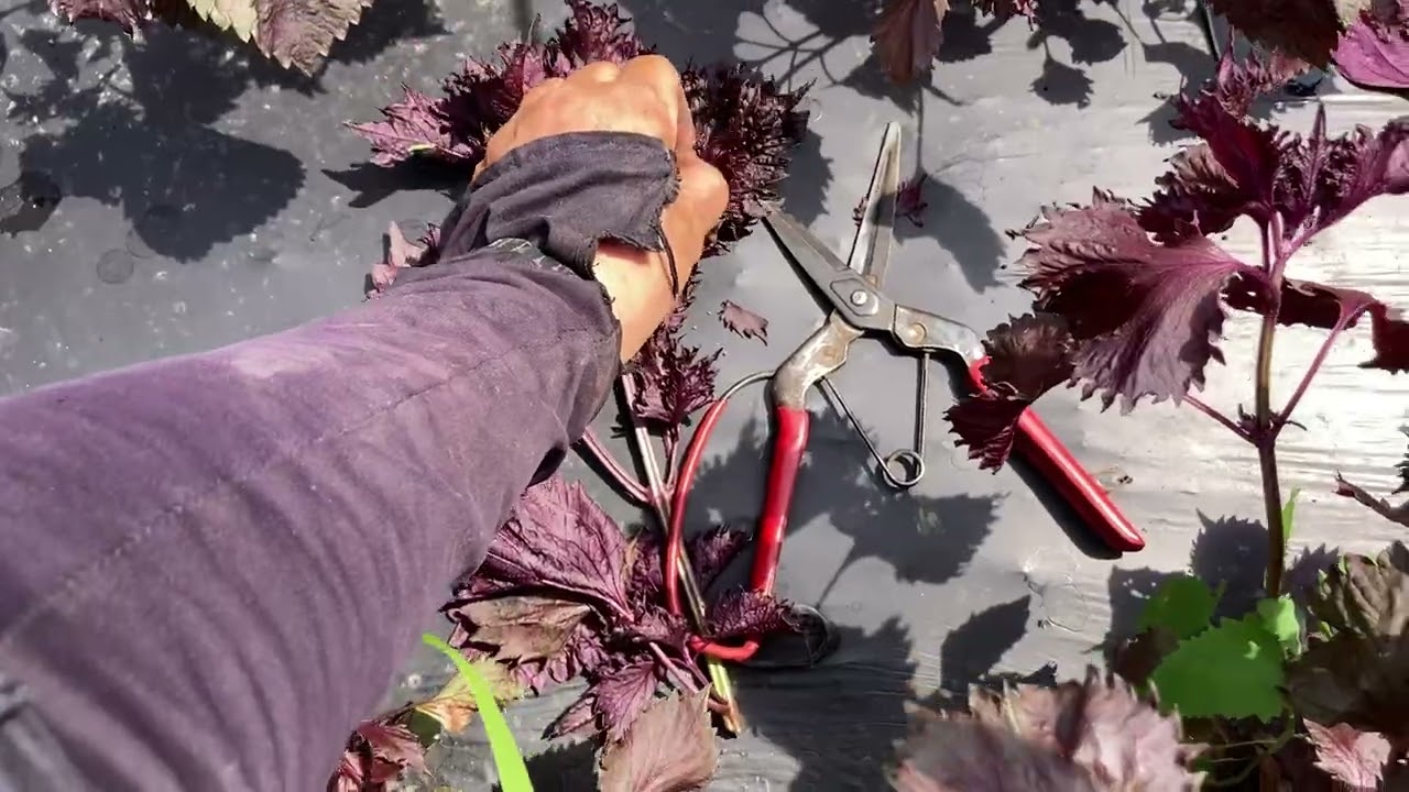 珍品種】香りよし！天神赤紫蘇 2kg：大分県産のその他薬味・スパイス