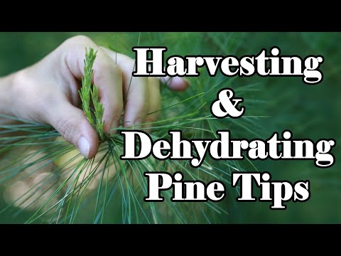 Harvesting and Dehydrating Pine Tips