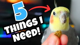 5 Things Your Bird NEEDS Every Day | BirdNerdSophie