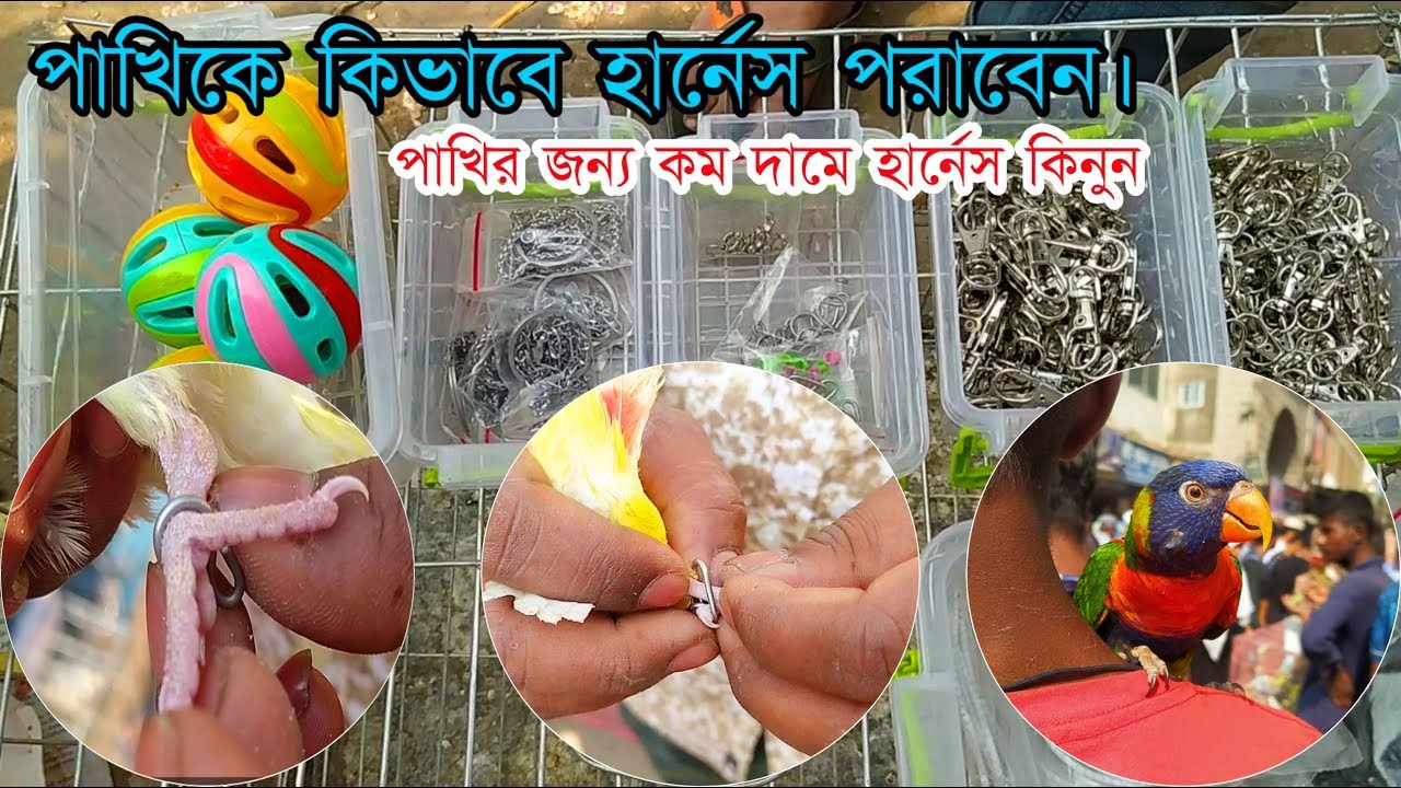 পাখির হার্নেস এর দাম | হার্নেস কিভাবে পরাতে হয় দেখুন | কম দামে পাখির সব রকম খেনলা