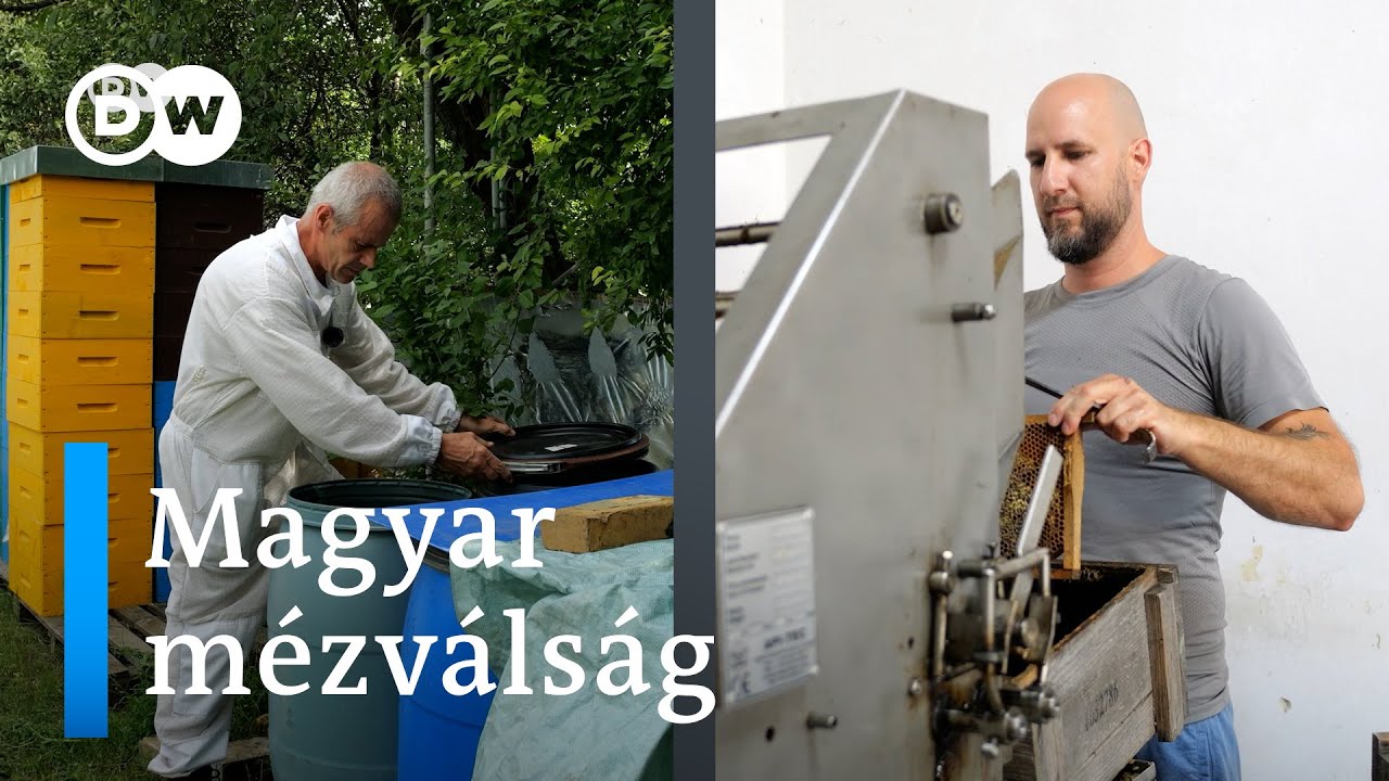 Méhészek a csőd szélén: Hordókban áll az eladatlan magyar méz, sokan inkább feladnák a szakmát