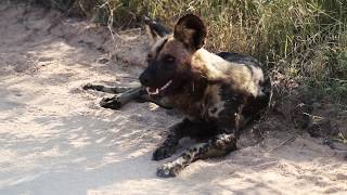A Dog lying down - Wild Animals of Africa