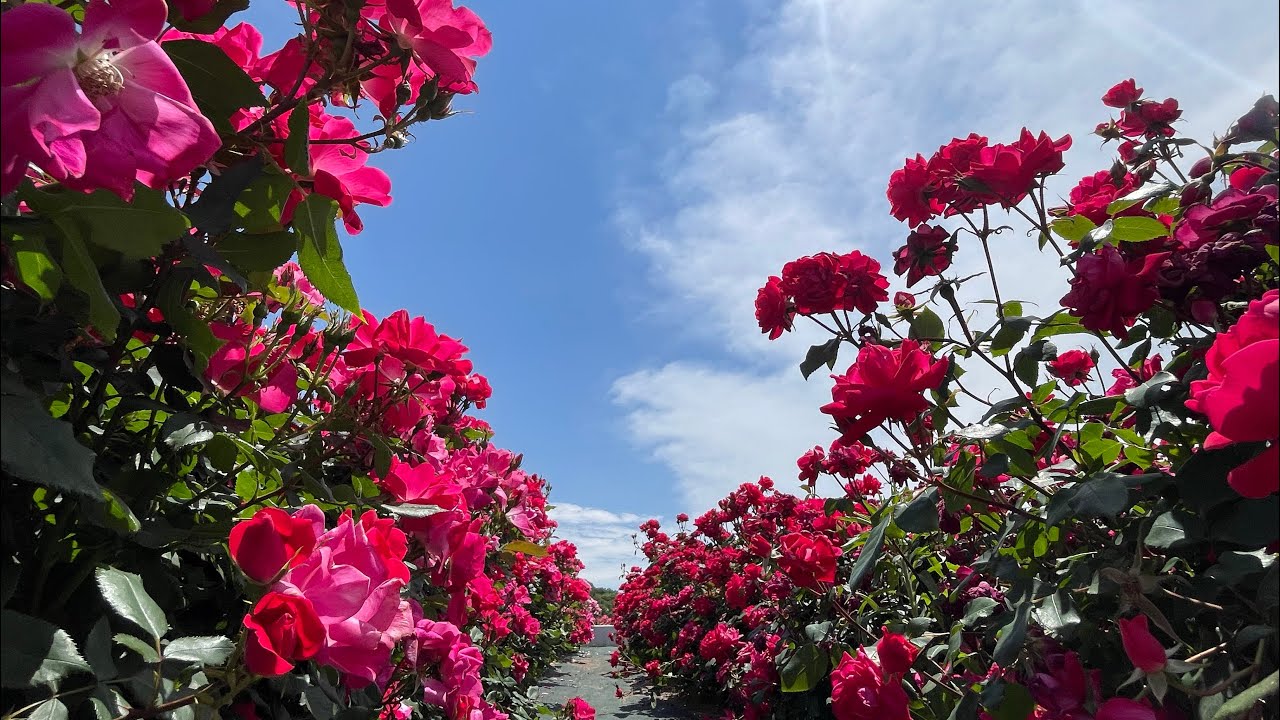 Delayed Stream: Full Bloom Edition] Gifu World Rose Garden 2026 5