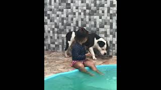 Staffy Staffordshire Bull Terrier Bacon