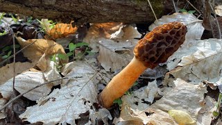 Famous Morel madness! Net Worth