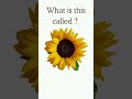 What Is This Flower Called? | Flower Names for Kids | Educational Video10122