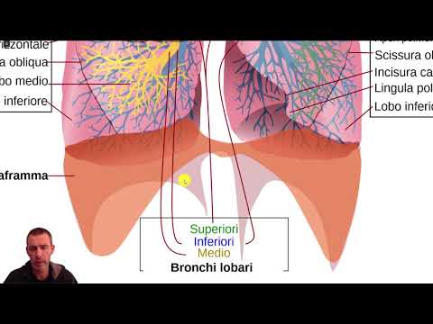 Apparato respiratorio: struttura e funzioni