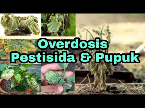 Overdosis Pestisida & Pupuk