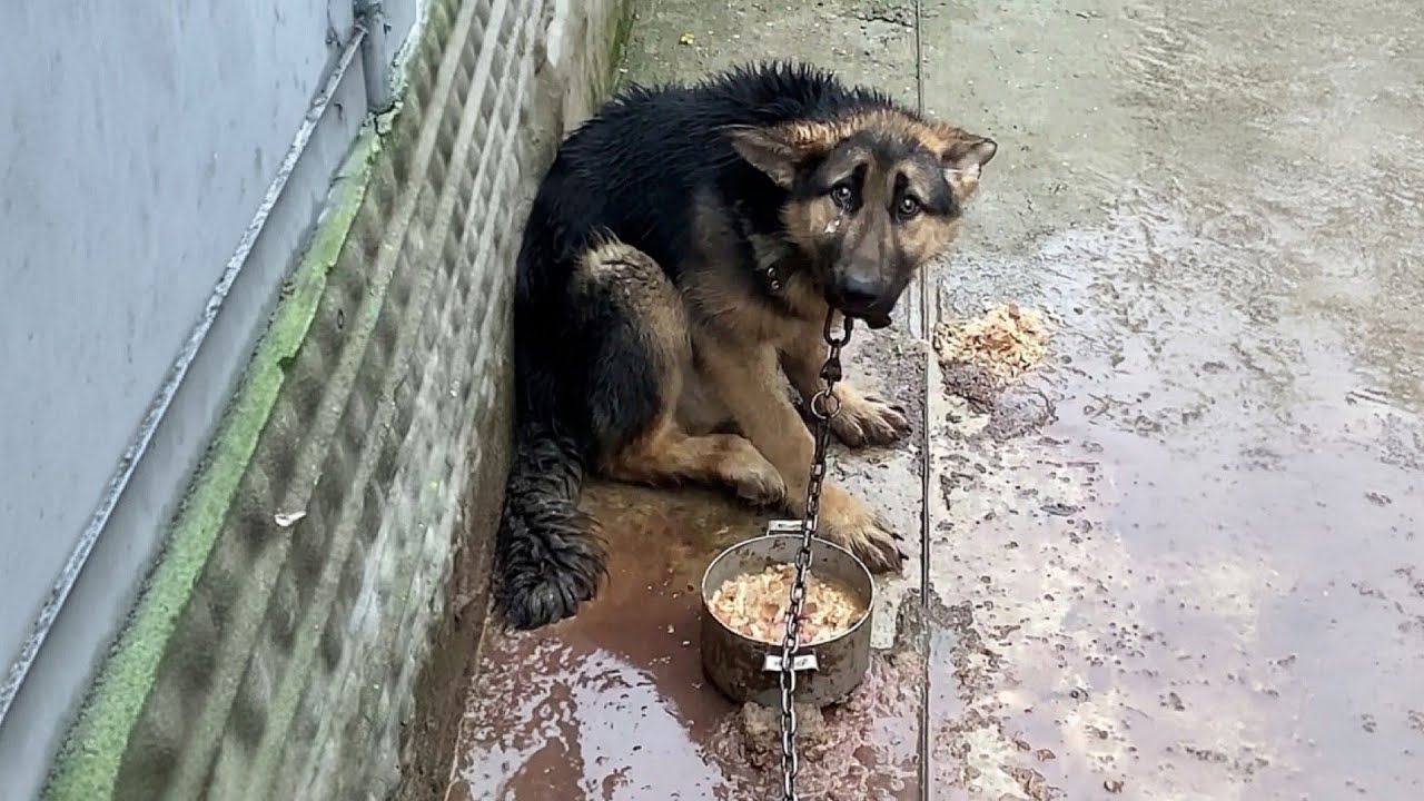Chained in the backyard all his life–His owner often ...