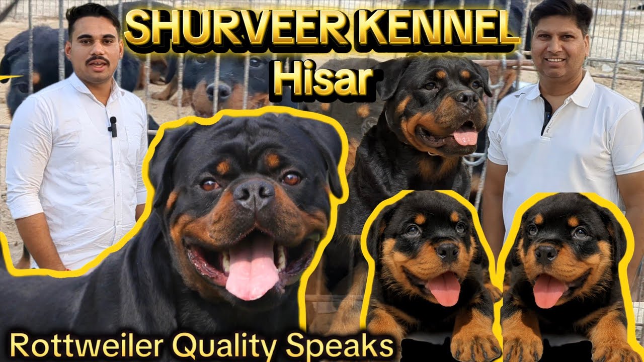 🔥SHURVEER Kennel Hisar 🔥 ( Here Rottweiler Quality Speaks)🔥.  ( PART -1 )