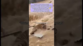 hopefully sumatra recovers soon #shortsvideo #shorts