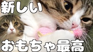 新しいおもちゃ最高！な猫