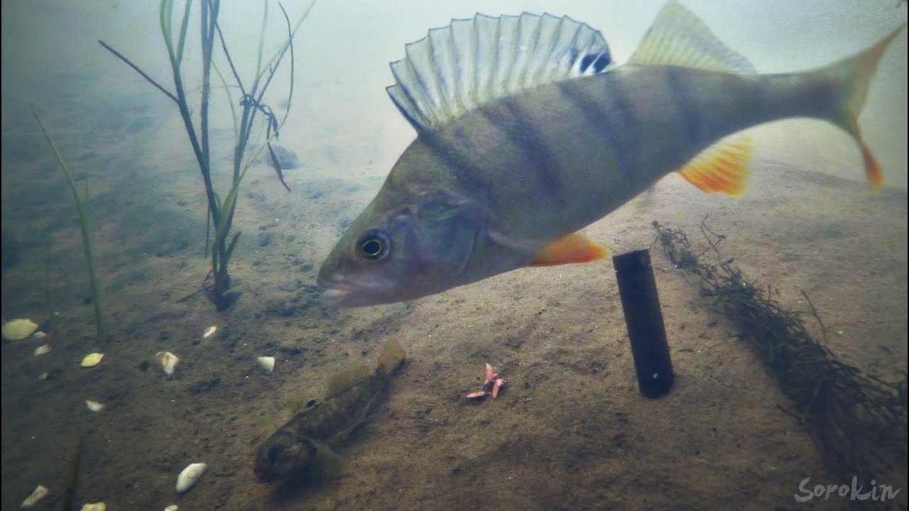 АТАКА ОКУНЯ НА БЫЧКА, КОТОРЫЙ КЛЮНУЛ НА ЧЕРВЯ! Рыбалка на реке - YouTube