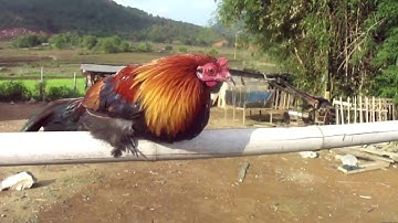 Ntsuag lau qaib txuam tom 3