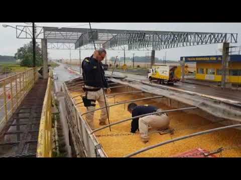 PRF apreende 11 toneladas de maconha sob carga de milho em Ponta Porã MS