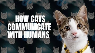 How Cats Communicate With Humans | Cats Communication Tips | Navology