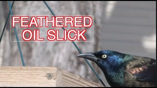 The Iridescent Common Grackle: NARRATED