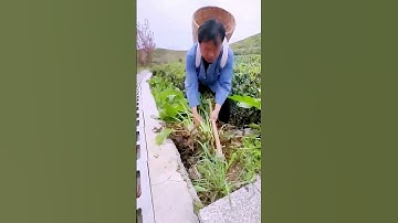 The process of digging herbs = good tools can increase efficiency